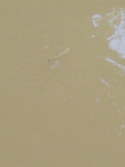 Squalius cephalus