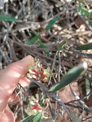 Grevillea aspera