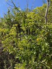 Senecio pleistocephalus