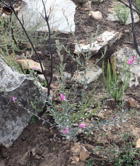 Podalyria burchellii