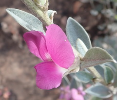 Podalyria burchellii