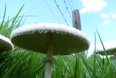 Macrolepiota dolichaula