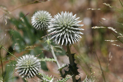 Echinops sphaerocephalus albidus