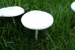 Macrolepiota dolichaula