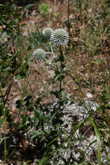 Echinops sphaerocephalus albidus