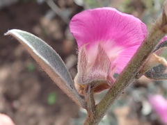Podalyria burchellii