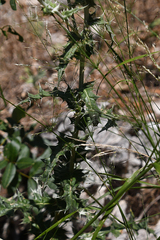 Echinops sphaerocephalus albidus