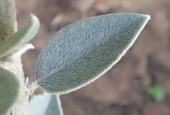 Podalyria burchellii