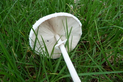 Macrolepiota dolichaula