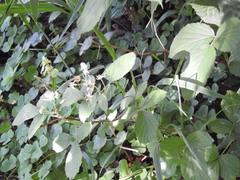 Rubus pedemontanus