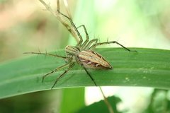 Oxyopes sertatoides
