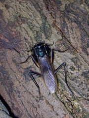 Metallyticus violaceus