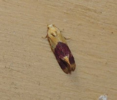 Diceratura ostrinana