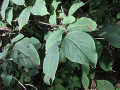 Weigela subsessilis