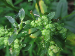 Hylotelephium viviparum