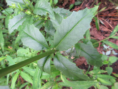 Hylotelephium viviparum