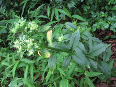 Hylotelephium viviparum