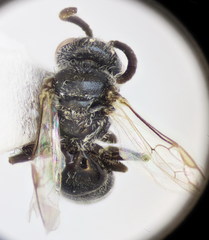 Lasioglossum pauperatum