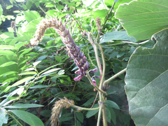 Pueraria montana lobata