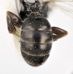 Lasioglossum pauperatum