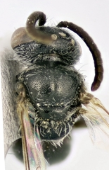 Lasioglossum pauperatum