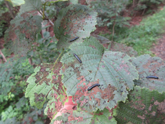 Alnus hirsuta