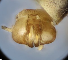 Lasioglossum pauperatum