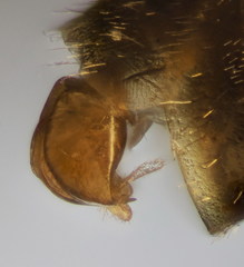 Lasioglossum pauperatum