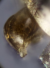 Lasioglossum pauperatum