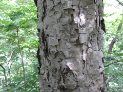 Betula dauurica