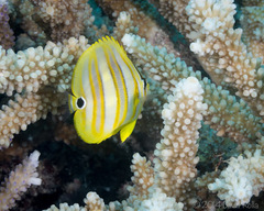 Chaetodon rainfordi
