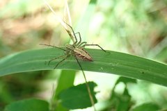 Oxyopes sertatoides