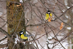 Parus major