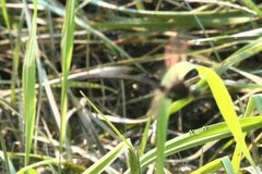 Somatochlora linearis