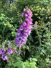 Digitalis purpurea purpurea