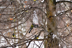 Parus major