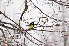 Parus major