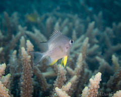 Amblyglyphidodon leucogaster