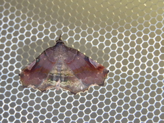 Pangrapta obscurata