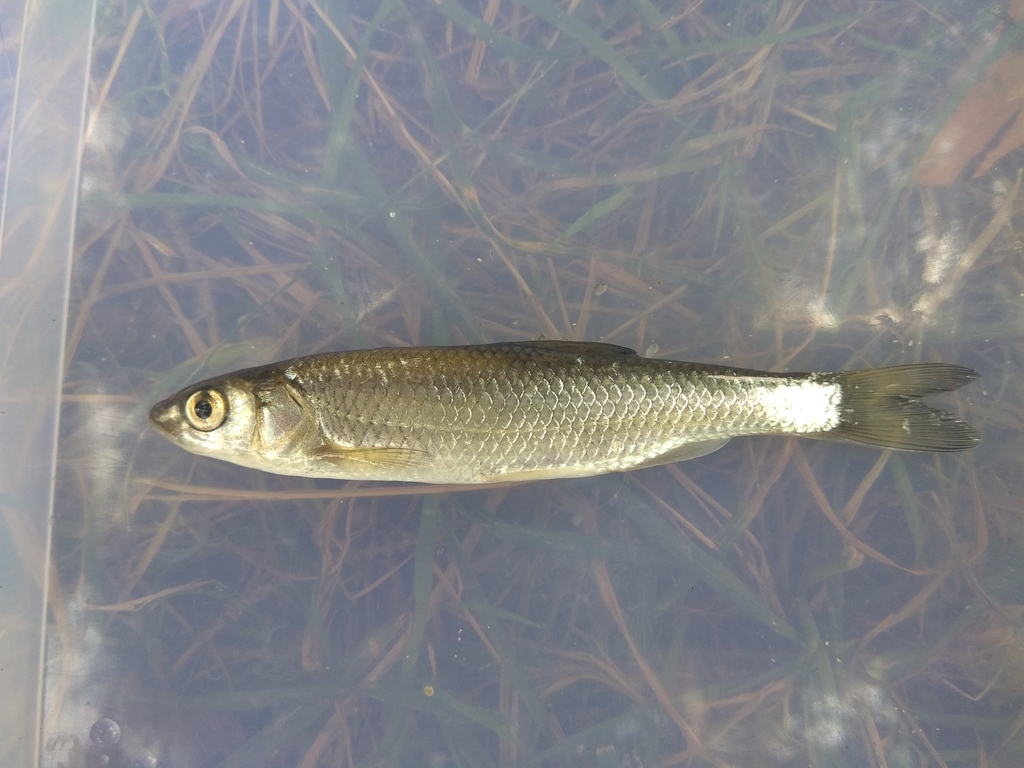 Danilevskii's dace (Leuciscus danilewskii) — Cyprinidae