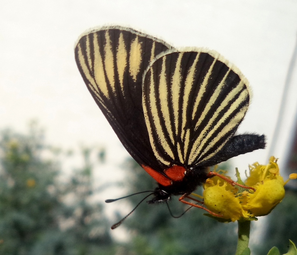 Mariposa parche negra Mariposas de Xochimilco iNaturalist