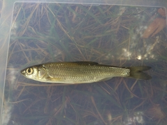 Leuciscus danilewskii