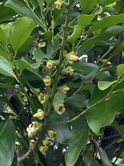 Diospyros maritima
