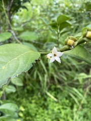 Diospyros maritima