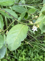 Diospyros maritima