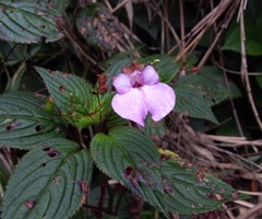 Impatiens viscida