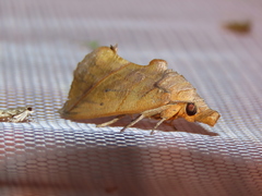 Calyptra gruesa