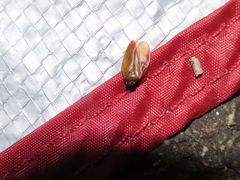 Eoscarta assimilis