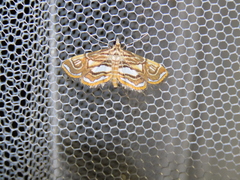 Paracymoriza prodigalis