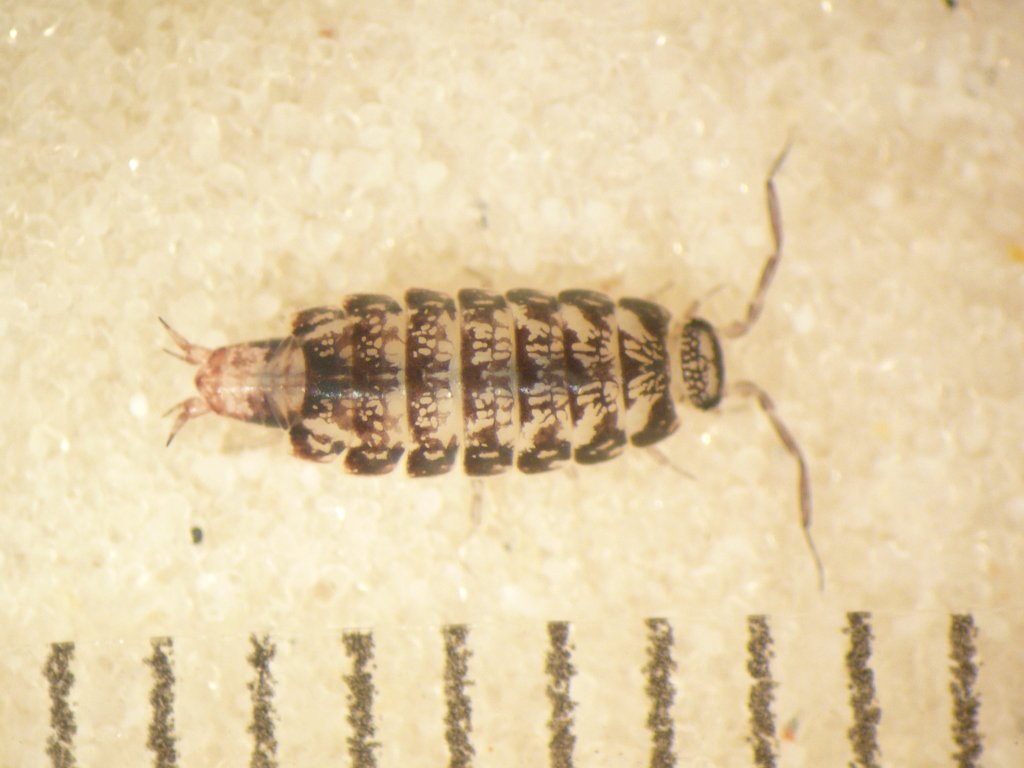 Philoscia pubescens